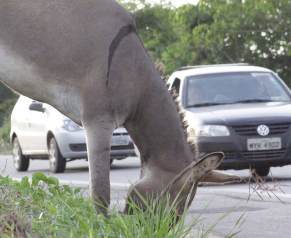 Aldair Dantas Em 2013, os jumentos errantes ocasionaram 14% dos acidentes