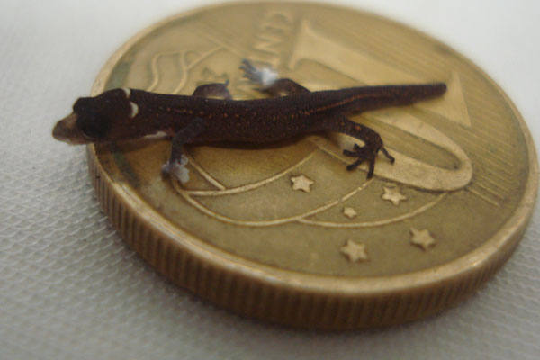 Esp&eacute;cie de lagarto foi encontrada no Parque da Mata de Pipa