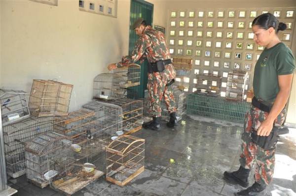 Cipam apreendeu 46 animais silvestres