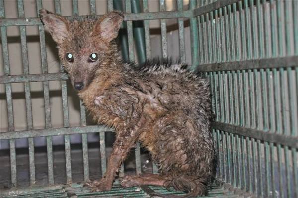 Raposa apreendida pela Cipam na feira de Nova Natal